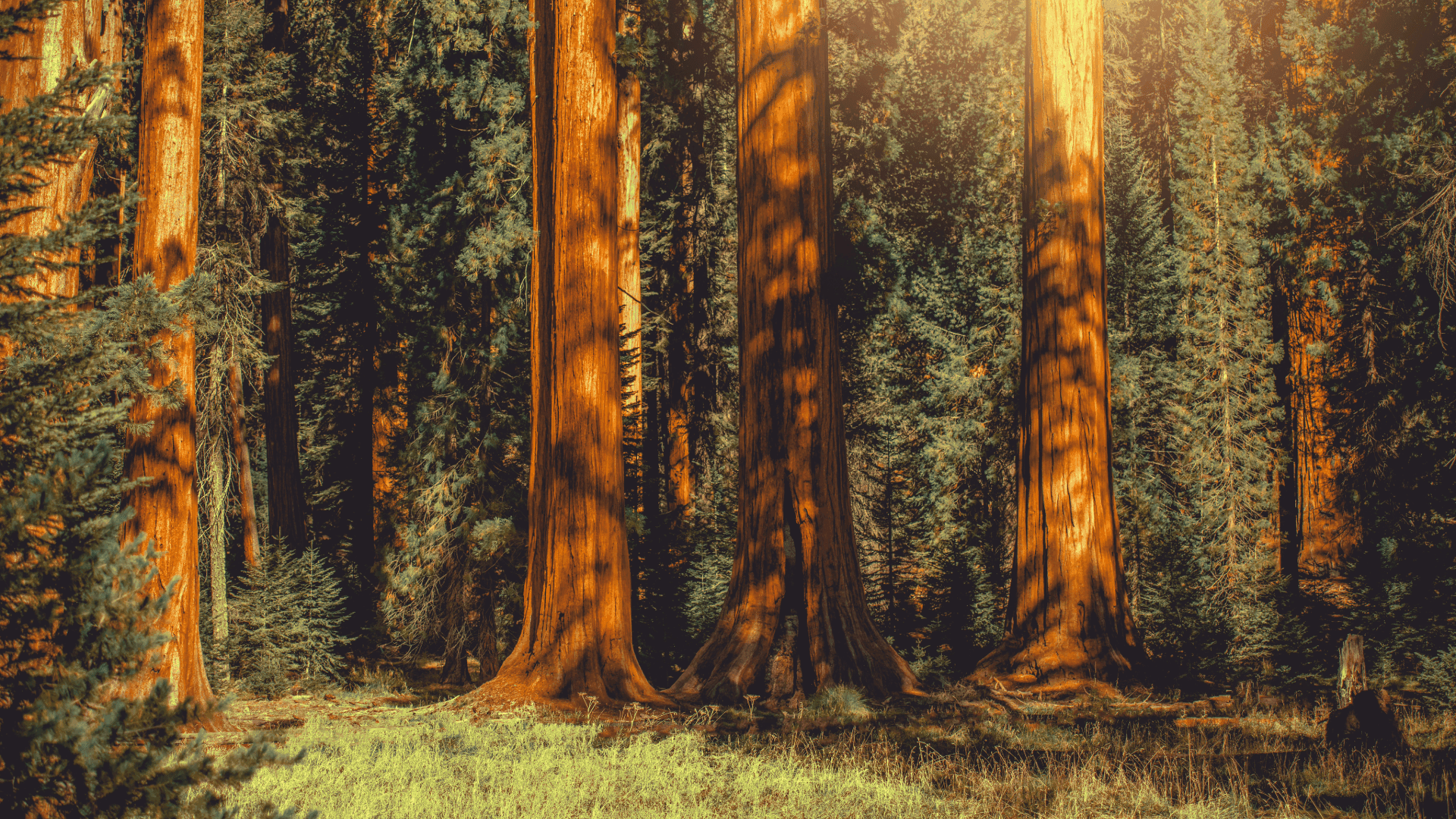 Books Stanford University Press